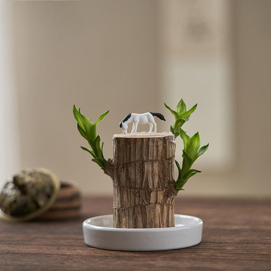 BlessLeafâ˘ď¸ Lucky Brazil Wood Potted Plant